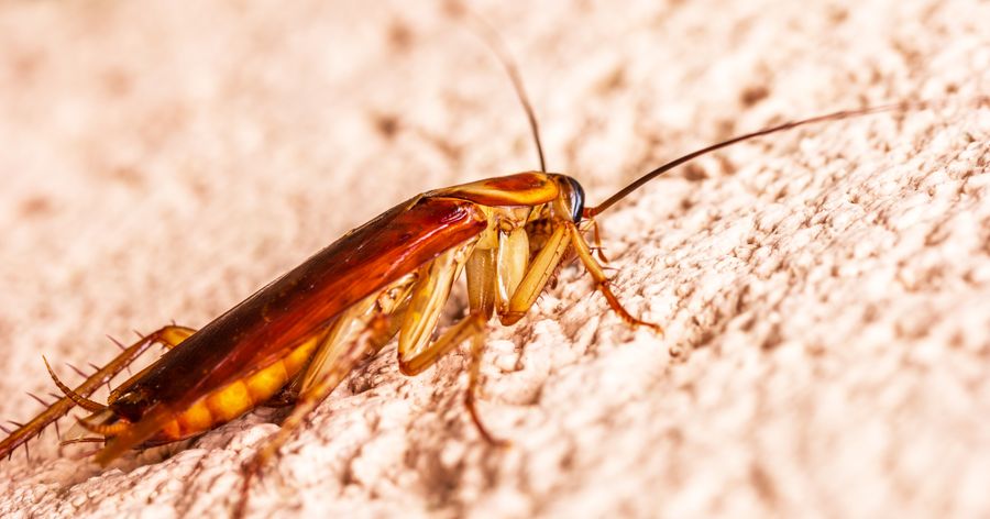 5 Signs You Have a Cockroach Infestation (And What to Do)