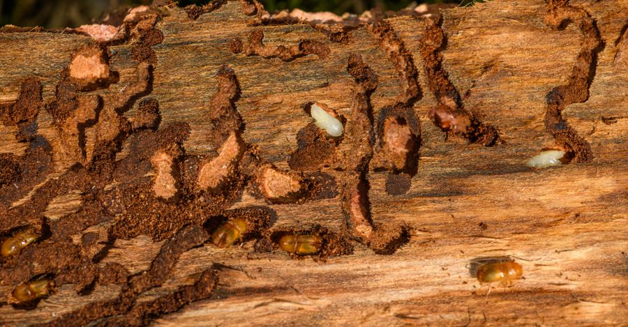 How to Keep Your Home Termite-Free: A Homeowner's Guide